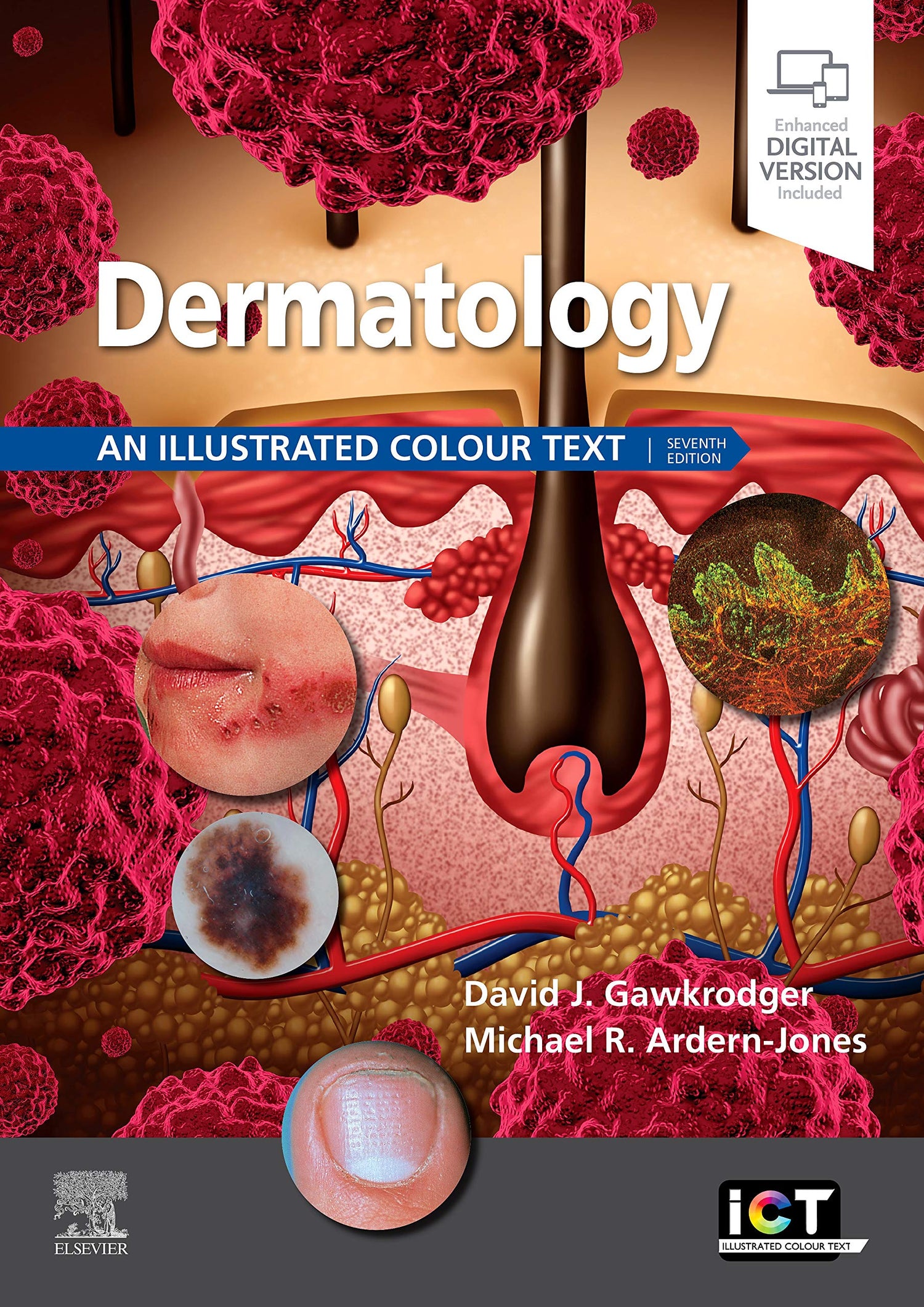 Dermatology: An Illustrated Colour Text — used book cover