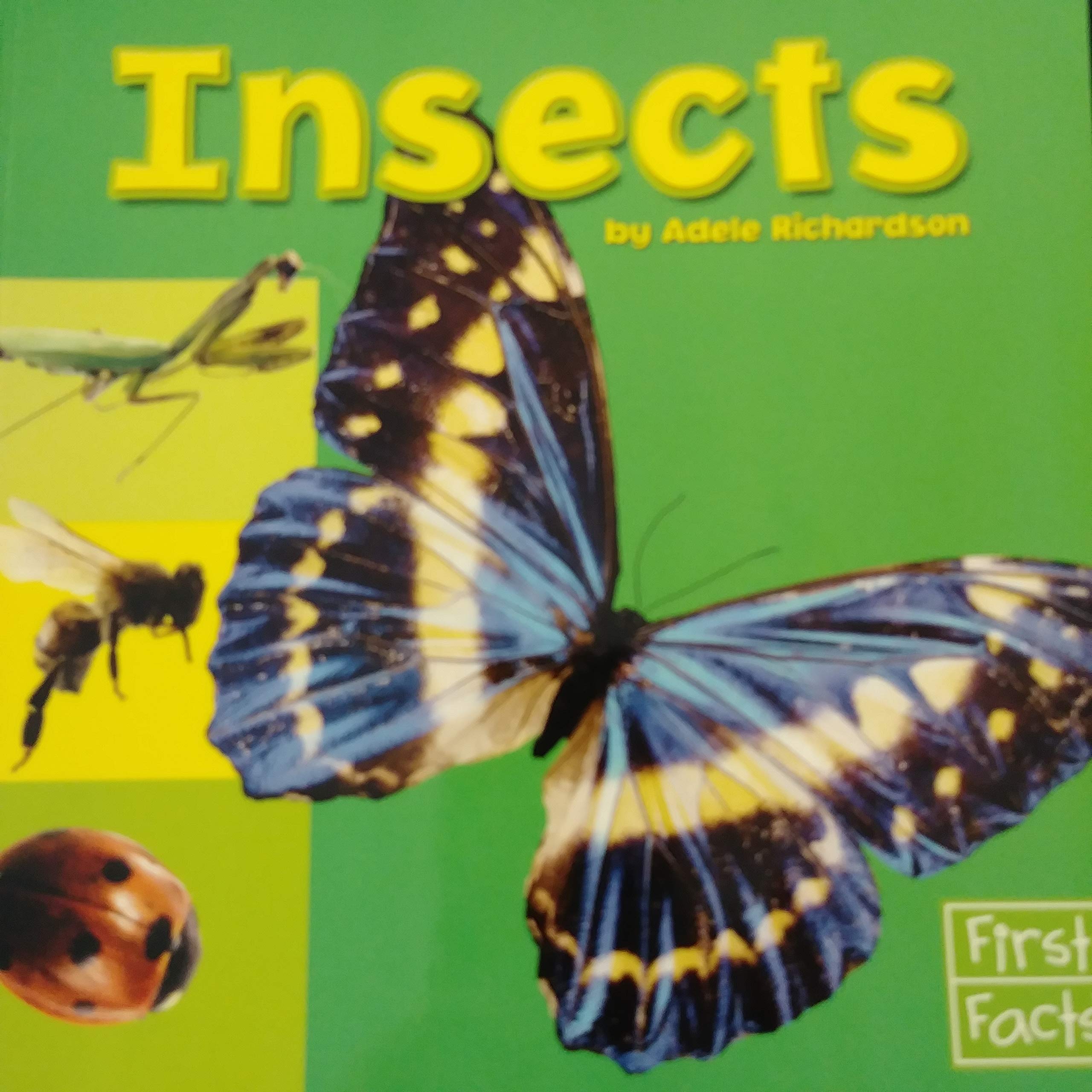 Insects (First Facts: Exploring the Animal Kingdom)