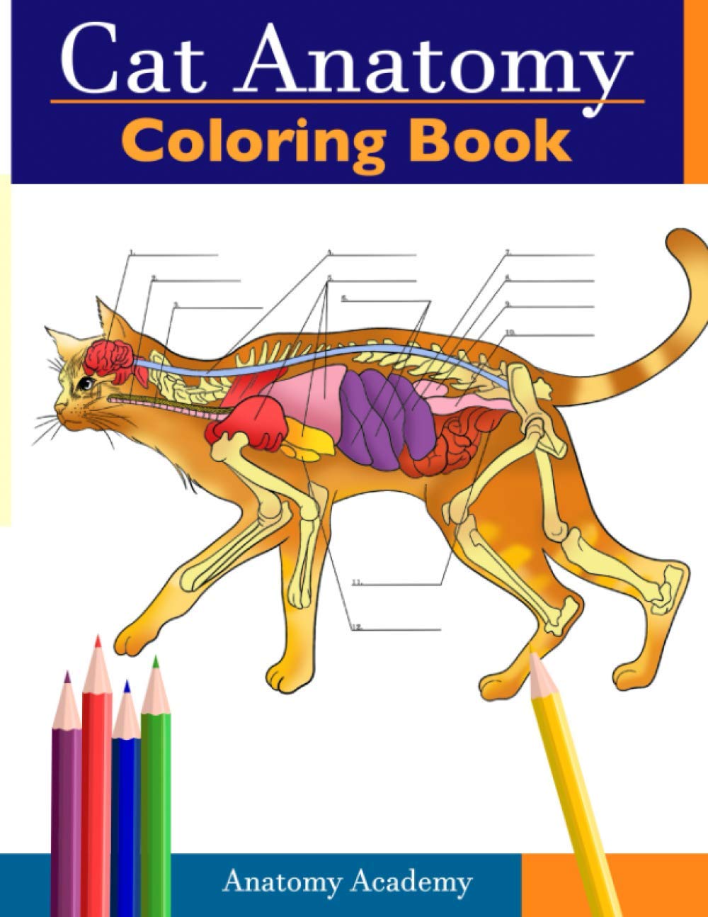Cat Anatomy Coloring Book — used book cover