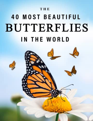 The 40 Most Beautiful Butterflies in the World — used book cover